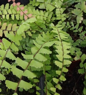 Adiantum caudatum