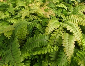 Adiantum hispidulum 'Bronze Venus'