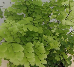 Adiantum raddianum 'Fragrans'