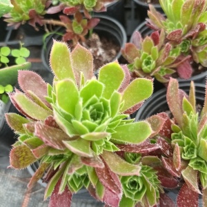 Aeonium Plum Thumb