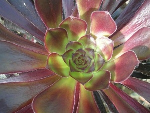 Aeonium arboreum 'Atropurpureum'