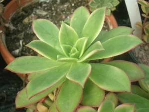 Aeonium haworthii 'Variegatum'