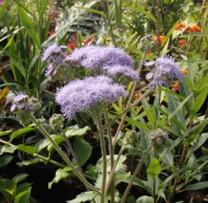 Ageratum corymbosum