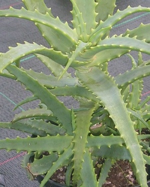 Aloe arborescens