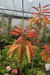 Aloe brevifolia