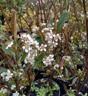Aronia arbutifolia 'Brilliant'