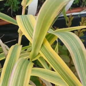 Arundo donax 'Golden Chain'