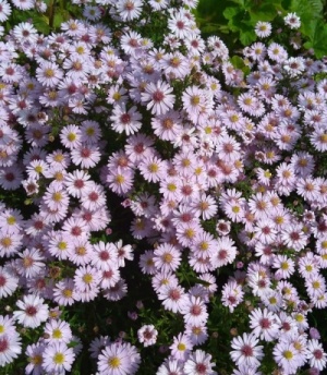 Aster   'Small Ness'
