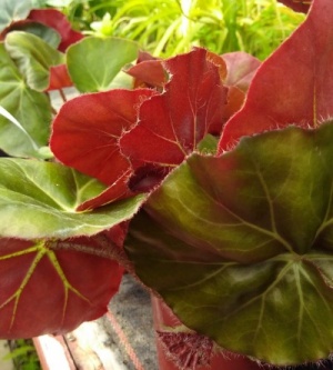 Begonia  'Erythrophylla'