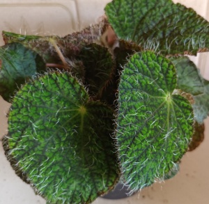 Begonia sizemoreae (longiciliata)