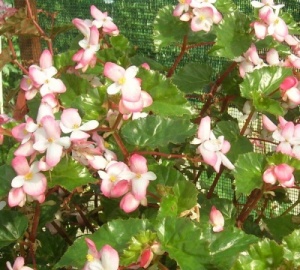 Begonia  'Richmondensis'