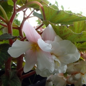 Begonia scented - white