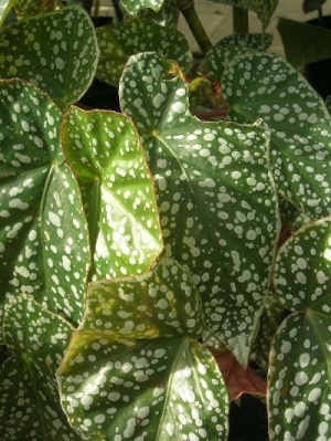 Begonia  'Snow Cap'