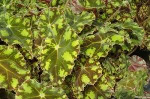 Begonia  'Tiger Paws'