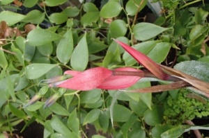 Billbergia nutans