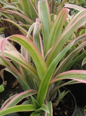 Billbergia nutans 'Variegata'