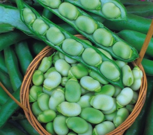 Broad Bean Masterpiece Green - Seeds