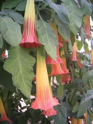 Brugmansia sanguinea