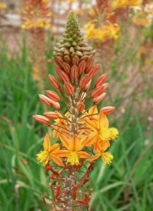 Bulbine frutescens 'Hallmark'