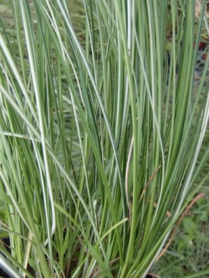Carex umbrosa sub. sabynensis 'Thinny Thin'