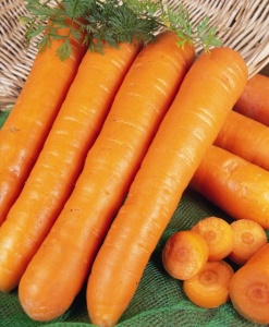 Carrot Early Nantes - Seeds