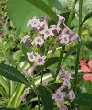 Cestrum cultum 'Cretan Purple'