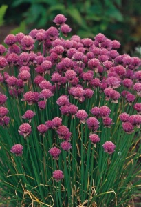 Chives (Plant)
