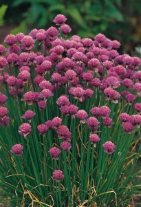 Chives - Seeds