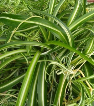 Chlorophytum   'Bonnie'