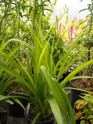 Chlorophytum comosum