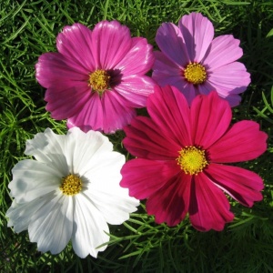 Cosmos Sensation Mixed Seeds