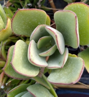 Cotyledon  orbiculata