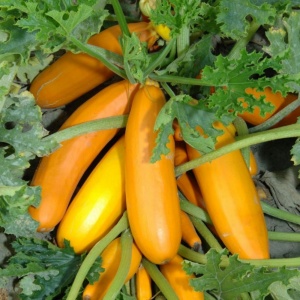 Courgette Atena Polka F1 - Seeds