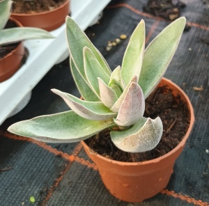 Crassula 'Garnet Lotus'