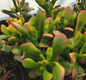 Crassula  ovata 'Gollum Variegated'