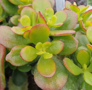 Crassula ovata 'Minima'