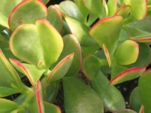 Crassula ovata 'Hummel's Sunset'