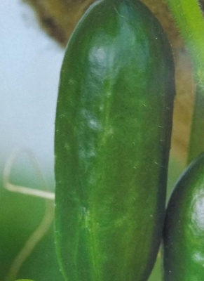 Cucumber Mini Munch Seeds