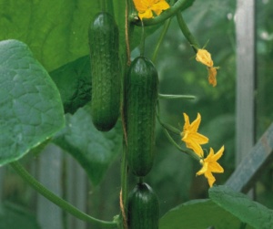 Cucumber Beit Alpha F1 - Seeds