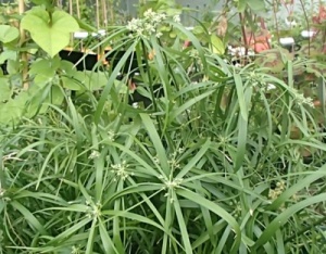 Cyperus involucratus 'Nanus'