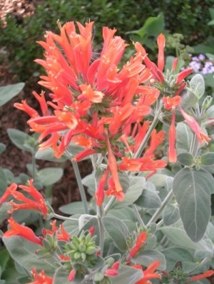 Dicliptera sericea