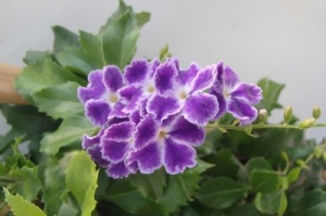 Duranta  'Geisha Girl'