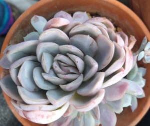 Echeveria elegans