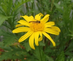 Euryops chrysanthemoides