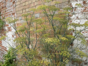 Fennel Bronze - Seeds