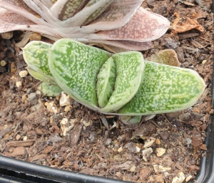 Gasteria bicolor