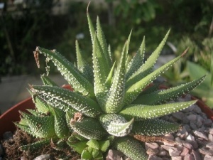 Haworthia glabrata v. concolor