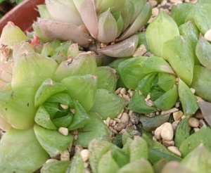 Haworthia cymbiformis