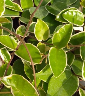 Hoya carnosa 'Krimson Queen'