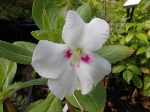 Impatiens sodenii ssp. sodenii v. ugandense